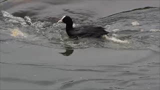 A Coot Foraging In A Swirl