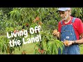 Our Fruit FOREST LANDSCAPE | Design a Sustainable Homestead with Fruit Producing Trees EVERYWHERE