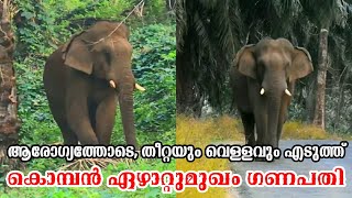 ആരോഗ്യം വീണ്ടെടുത്ത് ഏഴാറ്റുമുഖം ഗണപതി ezhattumugham ganapathy | ezhattumugham ganapathy latest news