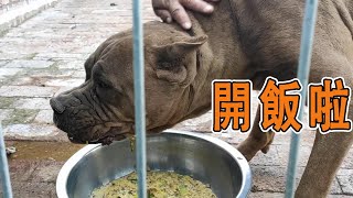 狗狗們開飯了，柯基不吃狗糧，狼毛青、卡斯羅、秋田吃食各不一樣【劉哥在農村】