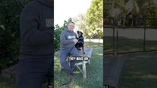 Top 3 Reasons To Get A Rottweiler