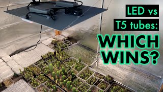 FINAL PART !! Growing San Pedro cactus with a Spider Farmer SF 4000 LED grow light (Pt. 3)