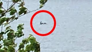 Couple Claims They Spotted The Loch Ness Monster