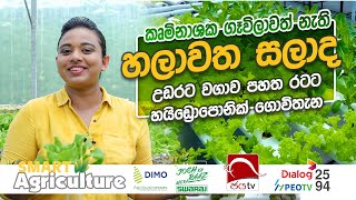 කෘමිනාශක ගෑවිලාවත් නැති හලාවත සලාද | Smart Agriculture | Ep 06 | 2024 11 03 | Jaya TV Sri lanka