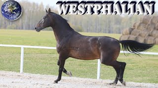 TOP Beautiful Westphalian Horse in the World!