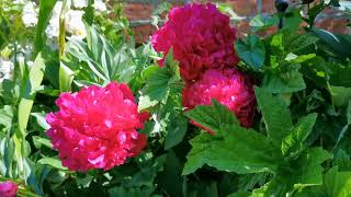 English Peonies in June