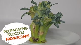 How To Easily Propagate Broccoli From Scraps in water | DON'T bin it DO THIS INSTEAD