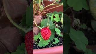 【植物】いちご🍓が赤くなったので食べたら甘かった。