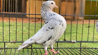 Pigeons.. പ്രാവ്‌ വളർത്താൻ ആഗ്രഹിക്കുന്നവർ അറിഞ്ഞിരിക്കേണ്ട കുറച്ച്‌ കാര്യങ്ങളും.. എന്റ അനുഭവങ്ങളും.