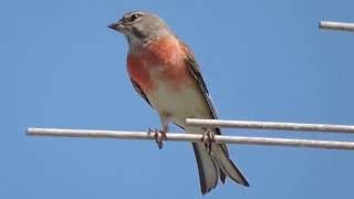 Common Linnet, Fanello (Carduelis cannabina) male