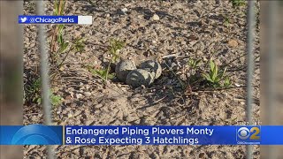 Endangered Piping Plovers Monty \u0026 Rose Expecting 3 Hatchlings