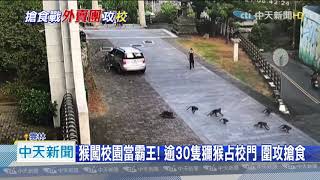 20201021中天新聞　猴闖校園當霸王！　逾30隻獼猴占校門　圍攻搶食