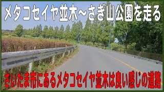 メタセコイヤ並木～さぎ山記念公園を走る