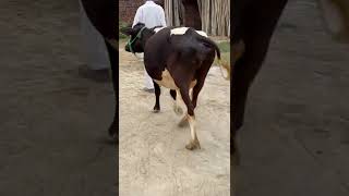 Pure H.F breed Cow for Sale in Punjab #farmingleader #farming #dairy #farmin