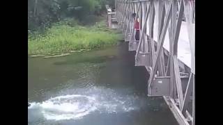 Blanchisseuse bridge dive