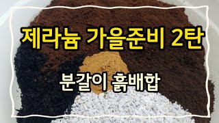 풍성한 제라늄 꽃 보고 싶다면 분갈이 흙은 이렇게!! (2023/08/30)