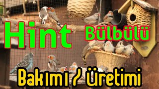 Hint bülbülü bakımı / üretilmesi  beslenmesi zebra finch finches finken