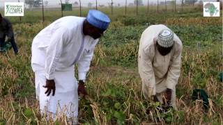 PBR cowpea farmer evaluation scientist