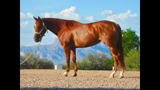 HIGHSCHOOL SWEETHART 2012 AQHA sorrel mare for sale