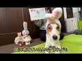 【謹賀新年】お正月を満喫するイッヌ［しゃべる犬 ジャックラッセルテリア］