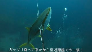 【魚突き動画その132】ようこそ…『ヒラマサの世界』へ…