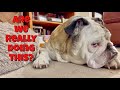 Reuben the Bulldog: Travel Review