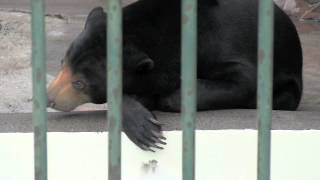 水を飲むマレーグマのウメキチ~Malayan Sun Bear