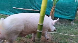 মোৰ ফাৰ্মৰ পালোৱান । my boar