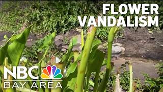 Viral Calla Lily Valley flowers cut down in Big Sur