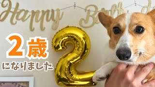 【2歳】コーギー犬ちくわの誕生日を、ケーキとプレゼントでお祝いしました！