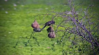 Gabar Goshawk Checking out Weaver Nests