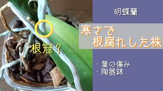 2023年4月29日　胡蝶蘭　頂点の葉が取れてしまう　鉢内の根腐れ　原因は低温と陶器鉢　消毒済み　気根（外に出ている根）が多い株なので大丈夫！