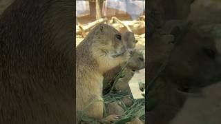 【可愛すぎ】食事中のプレーリードッグ Cute Prairie dogs  #animal #prairiedog #zoo