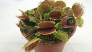 Worm chewed ALIVE by HUGE venus flytrap