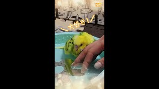 #shorts 手にすり寄ってくるインコが可愛すぎてしんどい