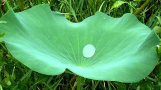 [台北] 南海路植物園 - 雨荷