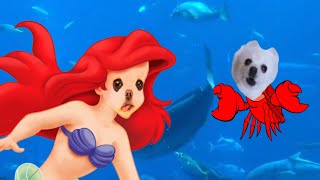 언더더씨 강아지 리믹스 Under the Sea - Gabe the Dog Cover