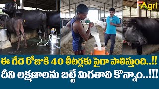 Buffalo Characteristics Dairy Milk Business | ఈ గేదె రోజుకి 40లీటర్లకు పైగా పాలిస్తుంది..! Tone Agri