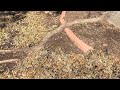 Exposed Tree Roots |Daphne Richards |Central Texas Gardener