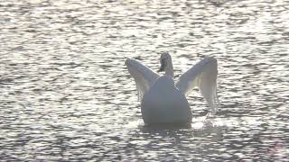 The Story of the Birds / 鳥たちの物語