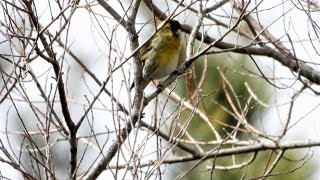 松林のマヒワ (4K) / Siskin in pine forest (4K)