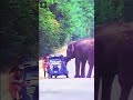 Elephant and a Car - Credits: Unknown 🎥