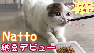 初めて納豆を見た猫の反応はこちらです！ Natto cat