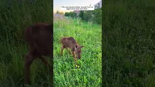 This Man Saved a Baby Moose💖😱