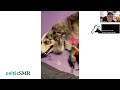 Clip | accessing the supraspinatus and biceps tendons with MLS laser therapy