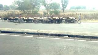 SHEEPS \u0026 GOATS शेळ्या आणि मेंढ्या