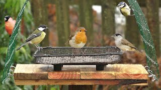 Birds in My February Garden - 8 HOURS