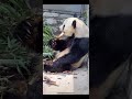 大熊猫泰山吃播。panda taishan eating. panda 大熊猫 animals cute panda eating 大熊猫吃播 大熊猫泰山 panda taishan