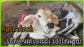 កូនគោនេះកំសត់ ណាស់ កើតមកមិនអាចដើរបាន ចេះតែអង្គុយ 🥲🥲