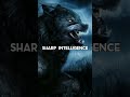 Lone Wolf || Wolf Symbolism || Wolf Attitude || Wolf Power || Sigma Male Wolf || Wolf Spirit